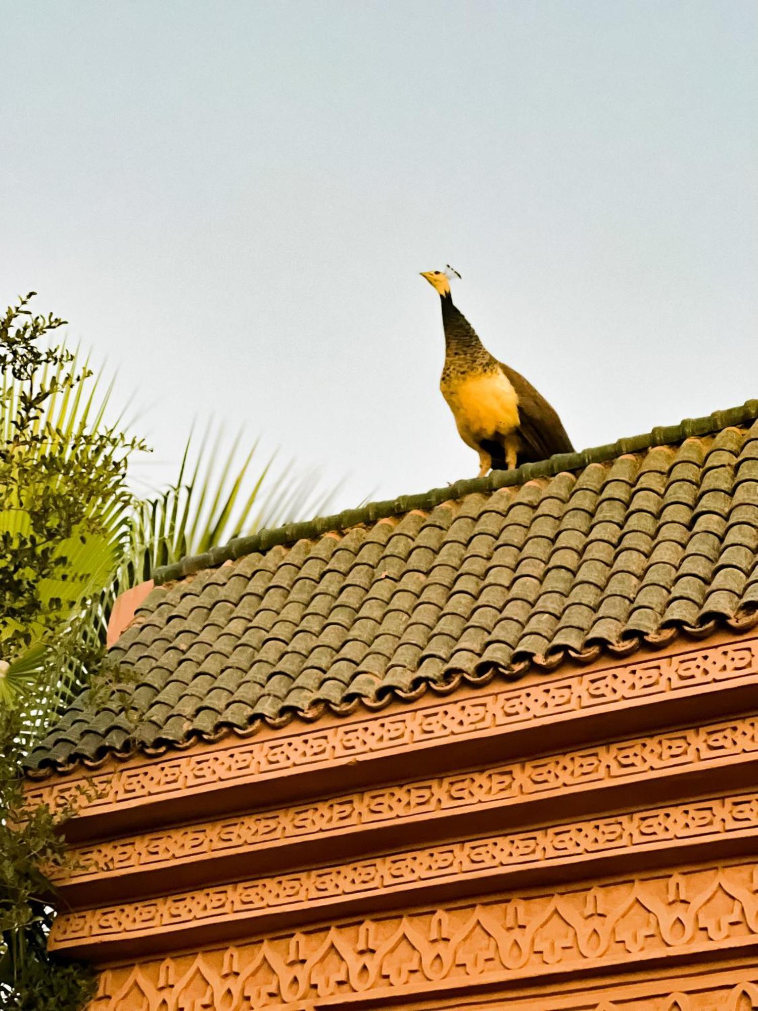 Guest House Qodwa Marrakesch Exterior foto